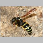 Gymnomerus laevipes - Lehmwespe 01a 12mm beim Lehmholen - OS-Wallenhorst-Tongrube.jpg